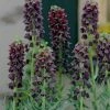 VAN ZYVERDEN Black Fritillaria Persica Bulbs (3-Pack) -VAN ZYVERDEN shop van zyverden flower bulbs 87113 64 1000