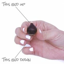 VAN ZYVERDEN Scilla Peruviana (Set of 5) -VAN ZYVERDEN shop van zyverden flower bulbs 87115 1f 1000