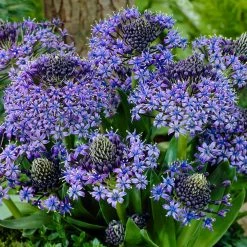 VAN ZYVERDEN Scilla Peruviana (Set of 5)