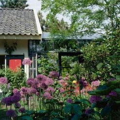 VAN ZYVERDEN Purple Allium Super Sized Purple Sensation Bulbs (12-Pack) -VAN ZYVERDEN shop van zyverden flower bulbs 87122 4f 1000