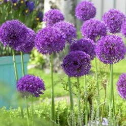 VAN ZYVERDEN Purple Allium Super Sized Purple Sensation Bulbs (12-Pack)