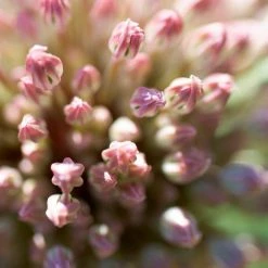 VAN ZYVERDEN Allium Karataviense Bulbs (Set of 7) -VAN ZYVERDEN shop van zyverden flower bulbs 87123 4f 1000