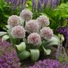 VAN ZYVERDEN Allium Karataviense Bulbs (Set of 7) -VAN ZYVERDEN shop van zyverden flower bulbs 87123 64 1000