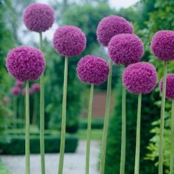VAN ZYVERDEN Allium Giganteum Bulbs
