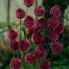 VAN ZYVERDEN Allium Sphaerocephalon Bulbs (Set of 25) -VAN ZYVERDEN shop van zyverden flower bulbs 87127 64 1000
