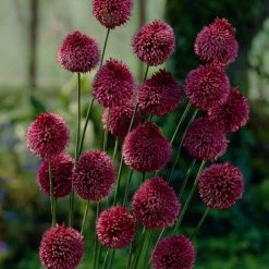 VAN ZYVERDEN Allium Sphaerocephalon Bulbs (Set of 25)