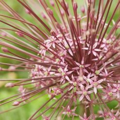 VAN ZYVERDEN Allium Schubertii Bulbs (Set of 3) -VAN ZYVERDEN shop van zyverden flower bulbs 87128 4f 1000