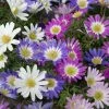 VAN ZYVERDEN Wind Flowers Bulbs Anemone Blanda Mixed (Set of 25)