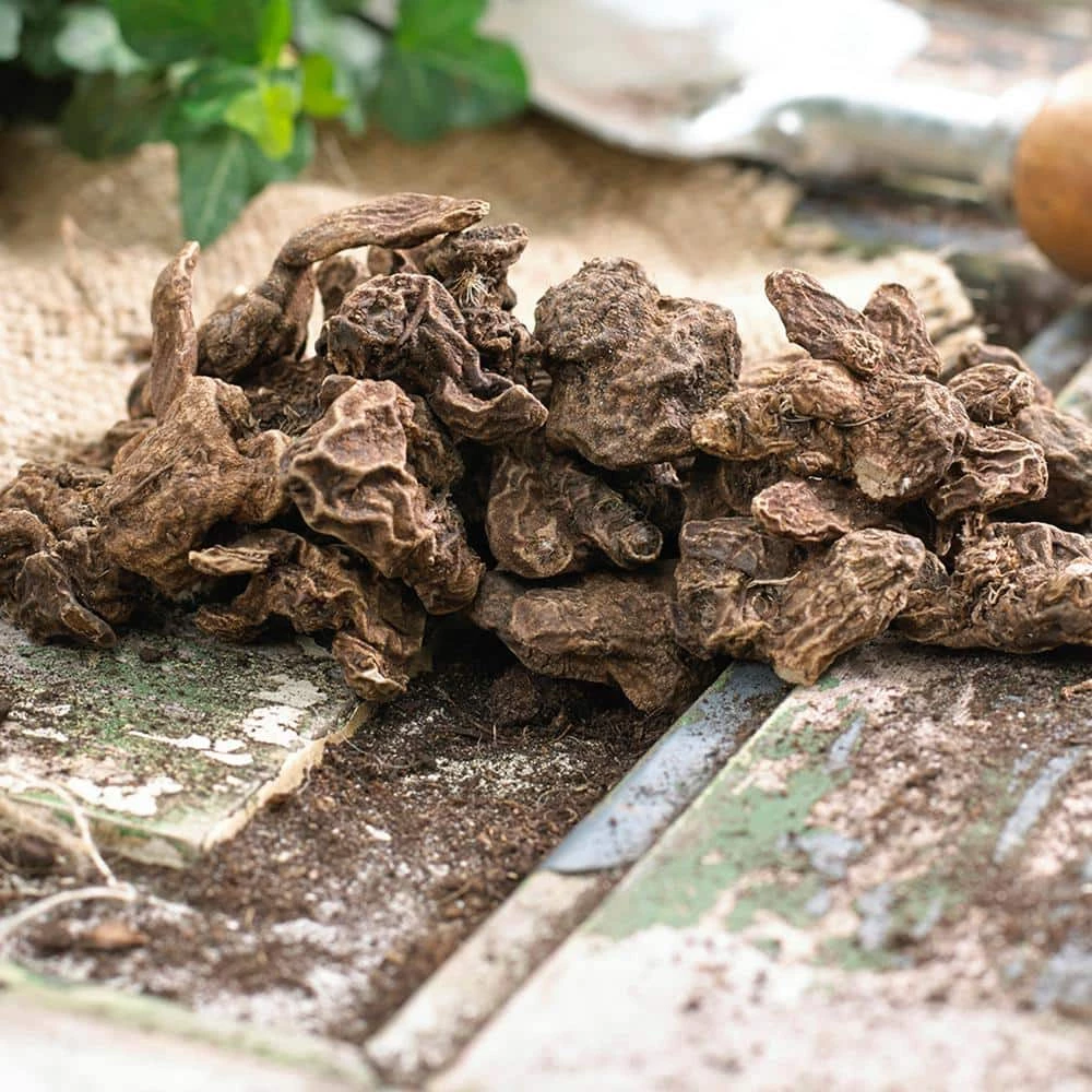 VAN ZYVERDEN Wind Flowers Bulbs Anemone Blanda Mixed (Set of 25) 4 VAN ZYVERDEN Wind Flowers Bulbs Anemone Blanda Mixed (Set of 25) - Image 2