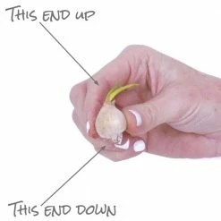 VAN ZYVERDEN Allium Rosy Dream Set of 12 Bulbs -VAN ZYVERDEN shop van zyverden flower bulbs 87139 44 1000