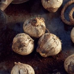 VAN ZYVERDEN Allium Rosy Dream Set of 12 Bulbs -VAN ZYVERDEN shop van zyverden flower bulbs 87139 4f 1000