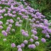 VAN ZYVERDEN Allium Rosy Dream Set of 12 Bulbs