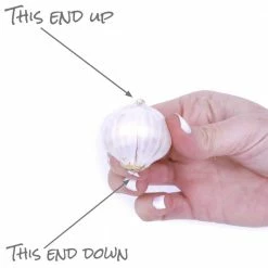 VAN ZYVERDEN Allium Blend for Collectors Bulbs (Set of 25) -VAN ZYVERDEN shop van zyverden flower bulbs 87140 1f 1000