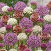 VAN ZYVERDEN Allium Blend for Collectors Bulbs (Set of 25) 1 VAN ZYVERDEN Allium Blend for Collectors Bulbs (Set of 25) -VAN ZYVERDEN shop van zyverden flower bulbs 87140 64 1000