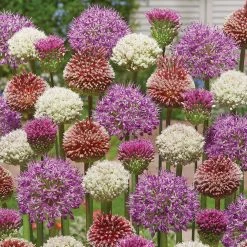 VAN ZYVERDEN Allium Blend for Collectors Bulbs (Set of 25)