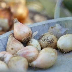 VAN ZYVERDEN Allium Blend Bulbs (100-Pack) -VAN ZYVERDEN shop van zyverden flower bulbs 87143 44 1000