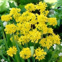 VAN ZYVERDEN Allium Blend Bulbs (100-Pack) -VAN ZYVERDEN shop van zyverden flower bulbs 87143 4f 1000