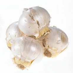 VAN ZYVERDEN Allium Purple Rain Bulbs (12-Pack) 12 VAN ZYVERDEN Allium Purple Rain Bulbs (12-Pack) -VAN ZYVERDEN shop van zyverden flower bulbs 87145 1f 1000