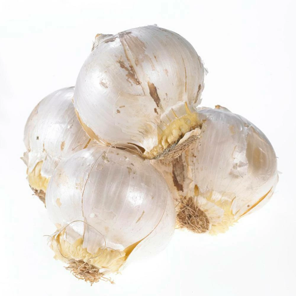 VAN ZYVERDEN Allium Purple Rain Bulbs (12-Pack) 6 VAN ZYVERDEN Allium Purple Rain Bulbs (12-Pack) - Image 4