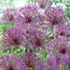 VAN ZYVERDEN Allium Purple Rain Bulbs (12-Pack) -VAN ZYVERDEN shop van zyverden flower bulbs 87145 64 1000