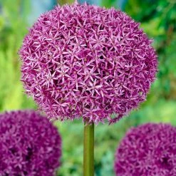 VAN ZYVERDEN Allium Globemaster Set of 3 Bulbs -VAN ZYVERDEN shop van zyverden flower bulbs 87147 1f 1000