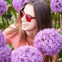 VAN ZYVERDEN Allium Globemaster Set of 3 Bulbs -VAN ZYVERDEN shop van zyverden flower bulbs 87147 4f 1000