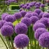 VAN ZYVERDEN Allium Globemaster Set of 3 Bulbs -VAN ZYVERDEN shop van zyverden flower bulbs 87147 64 1000