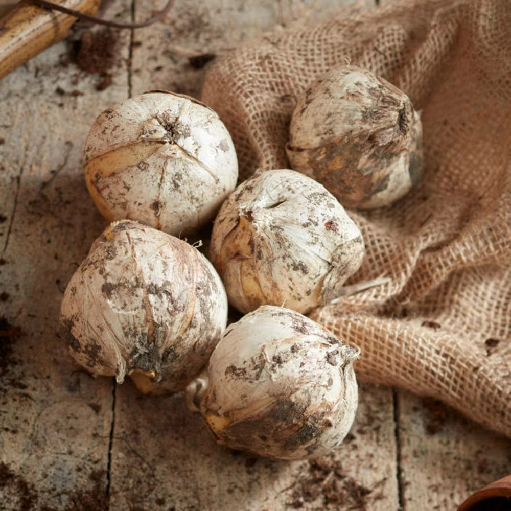 VAN ZYVERDEN Allium Ambassador Set of 3 Bulbs 6 VAN ZYVERDEN Allium Ambassador Set of 3 Bulbs - Image 4