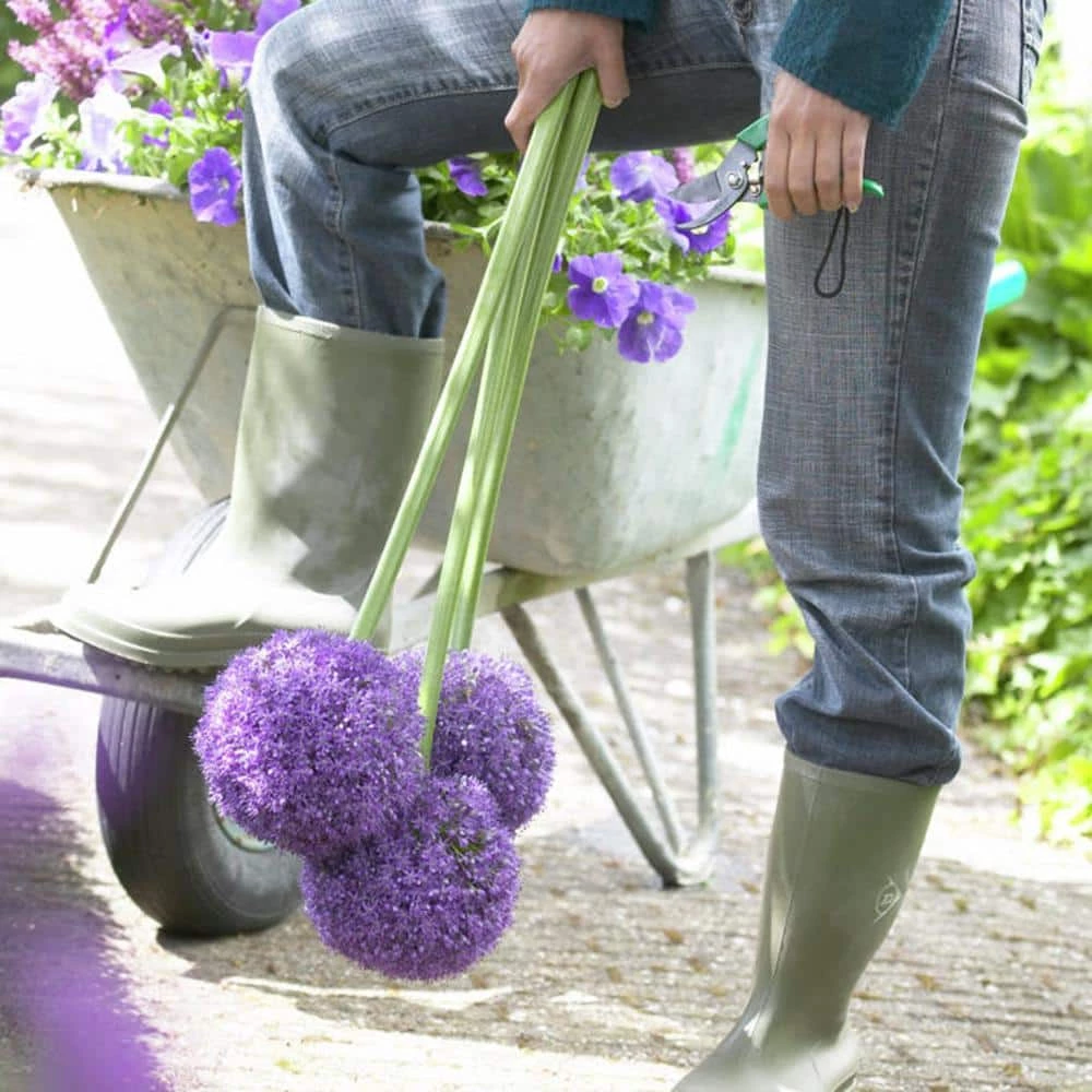 VAN ZYVERDEN Allium Ambassador Set of 3 Bulbs 5 VAN ZYVERDEN Allium Ambassador Set of 3 Bulbs - Image 3