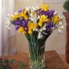 VAN ZYVERDEN Dutch Iris Mixed Bulbs Mammoth (Set of 25) 2 VAN ZYVERDEN Dutch Iris Mixed Bulbs Mammoth (Set of 25) -VAN ZYVERDEN shop van zyverden flower bulbs 87150 64 1000