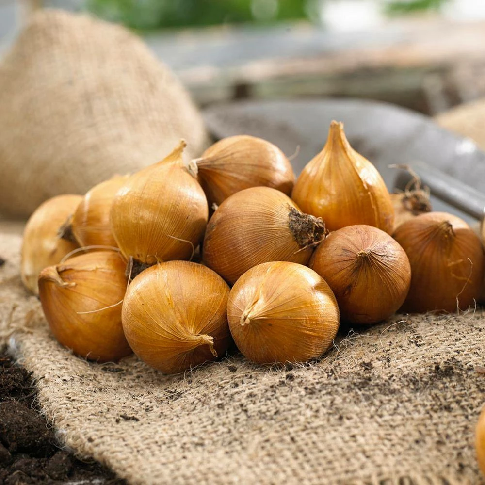 VAN ZYVERDEN Dutch Iris Mixed Bulbs Mammoth (Set of 25) 4 VAN ZYVERDEN Dutch Iris Mixed Bulbs Mammoth (Set of 25) - Image 2