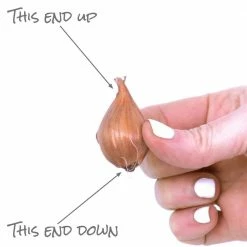 VAN ZYVERDEN Dutch Iris Bulbs Lion King (Set of 25) -VAN ZYVERDEN shop van zyverden flower bulbs 87151 1f 1000