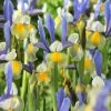VAN ZYVERDEN Dutch Iris Bulbs Miss Saigon (Set of 25) -VAN ZYVERDEN shop van zyverden flower bulbs 87152 64 1000