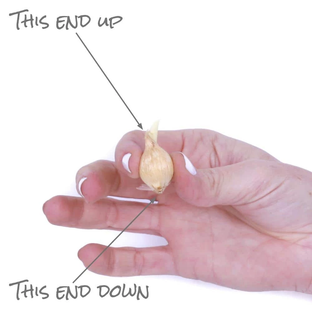 VAN ZYVERDEN Dwarf Iris Halkis Bulbs (Set of 25) 6 VAN ZYVERDEN Dwarf Iris Halkis Bulbs (Set of 25) - Image 4