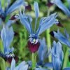 VAN ZYVERDEN Dwarf Iris Halkis Bulbs (Set of 25) -VAN ZYVERDEN shop van zyverden flower bulbs 87154 64 1000