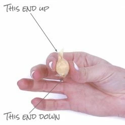 VAN ZYVERDEN Dwarf Iris Eye Catcher Bulbs (8-Pack) -VAN ZYVERDEN shop van zyverden flower bulbs 87156 44 1000