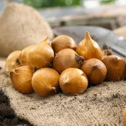 VAN ZYVERDEN Dwarf Iris Eye Catcher Bulbs (8-Pack) -VAN ZYVERDEN shop van zyverden flower bulbs 87156 4f 1000