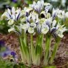 VAN ZYVERDEN Dwarf Iris Eye Catcher Bulbs (8-Pack) -VAN ZYVERDEN shop van zyverden flower bulbs 87156 64 1000