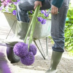 VAN ZYVERDEN Giant Allium Ambassador Set of 5 Mammoth Bulb -VAN ZYVERDEN shop van zyverden flower bulbs 87158 4f 1000