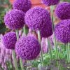 VAN ZYVERDEN Giant Allium Ambassador Set of 5 Mammoth Bulb 2 VAN ZYVERDEN Giant Allium Ambassador Set of 5 Mammoth Bulb -VAN ZYVERDEN shop van zyverden flower bulbs 87158 64 1000