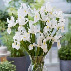 VAN ZYVERDEN Dutch Iris White Van Vliet Set of 25 Bulbs 11 VAN ZYVERDEN Dutch Iris White Van Vliet Set of 25 Bulbs -VAN ZYVERDEN shop van zyverden flower bulbs 87159 4f 1000