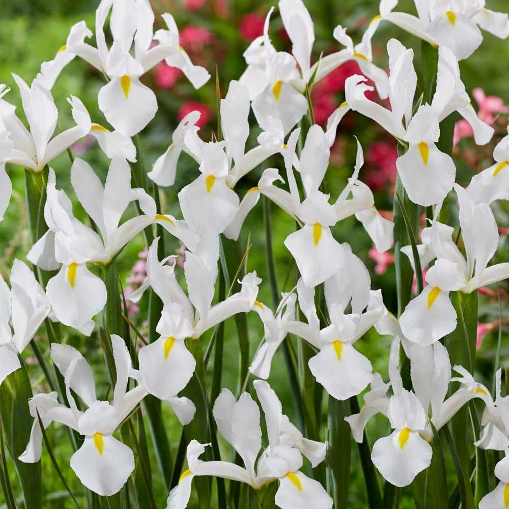 VAN ZYVERDEN Dutch Iris White Van Vliet Set of 25 Bulbs 3 VAN ZYVERDEN Dutch Iris White Van Vliet Set of 25 Bulbs