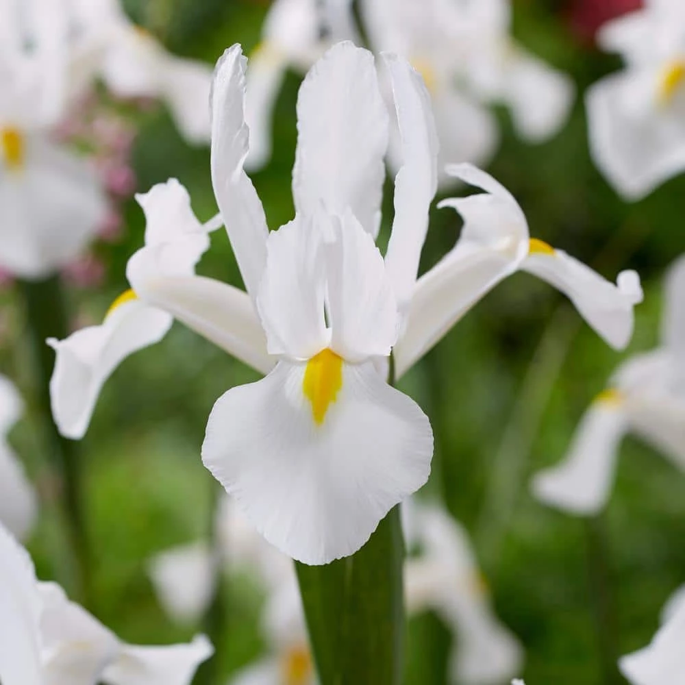 VAN ZYVERDEN Dutch Iris White Van Vliet Set of 25 Bulbs 4 VAN ZYVERDEN Dutch Iris White Van Vliet Set of 25 Bulbs - Image 2