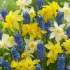 VAN ZYVERDEN Spring Suprise Blend (Set of 50) -VAN ZYVERDEN shop van zyverden flower bulbs 87160 64 1000