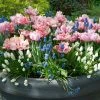 VAN ZYVERDEN Spring Bulb Garden (Set of 50) -VAN ZYVERDEN shop van zyverden flower bulbs 87165 64 1000