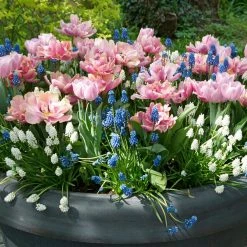 VAN ZYVERDEN Spring Bulb Garden (Set of 50)