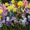 VAN ZYVERDEN Spring Time Favorite's Cottage Garden Bulb Collection Set of 100 Bulbs 1 VAN ZYVERDEN Spring Time Favorite's Cottage Garden Bulb Collection Set of 100 Bulbs -VAN ZYVERDEN shop van zyverden flower bulbs 87169 64 1000