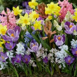 VAN ZYVERDEN Spring Time Favorite's Cottage Garden Bulb Collection Set of 100 Bulbs