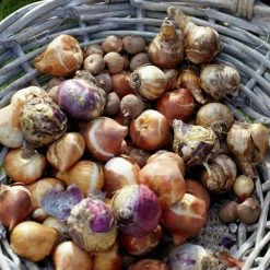 VAN ZYVERDEN Spring Blooming Patio Planter Kit with Decorative Faux Rattan Planter, Medium, Gloves and Set of 45 Bulbs 8 VAN ZYVERDEN Spring Blooming Patio Planter Kit with Decorative Faux Rattan Planter, Medium, Gloves and Set of 45 Bulbs -VAN ZYVERDEN shop van zyverden flower bulbs 87172 4f 1000