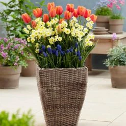 VAN ZYVERDEN Spring Blooming Patio Planter Kit with Decorative Faux Rattan Planter, Medium, Gloves and Set of 45 Bulbs